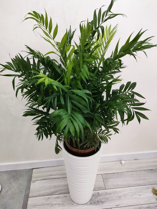 Шикарные растения, доставка