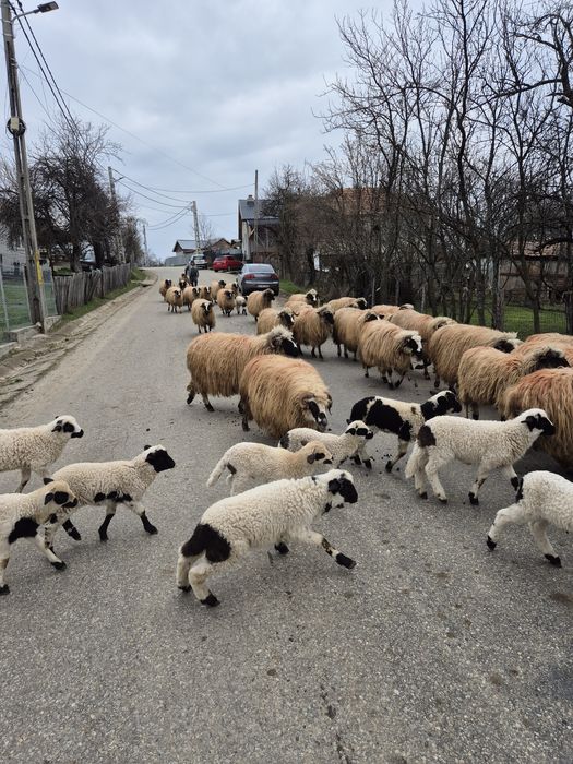Vand 25 de oi cu miei