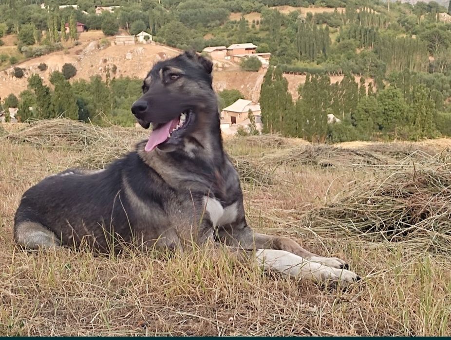 Кангал+алабай чатишган