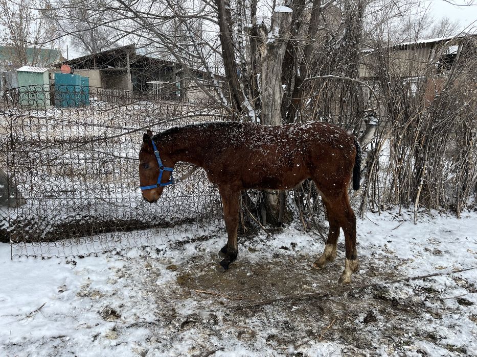 Жабагы-жеребчик