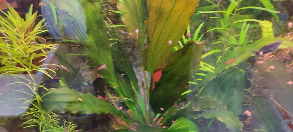 Аквариумные растения