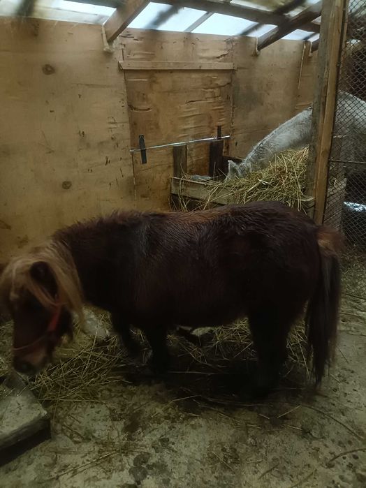 Vând poneita Marița