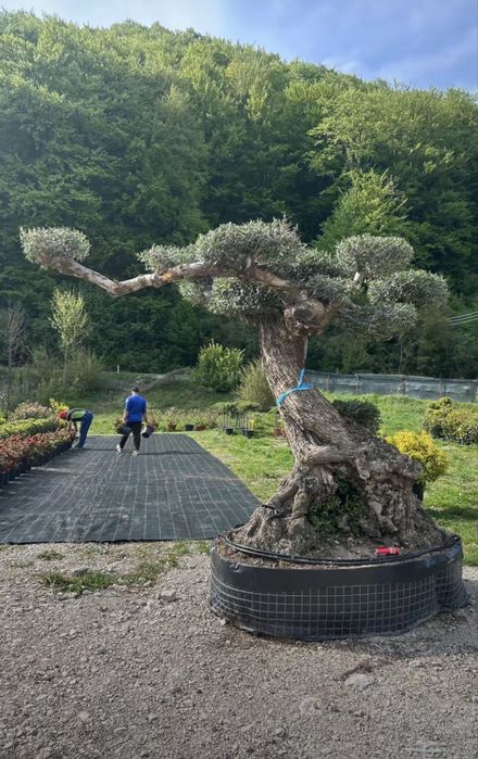 Plante ornamentale-amenajari gradini