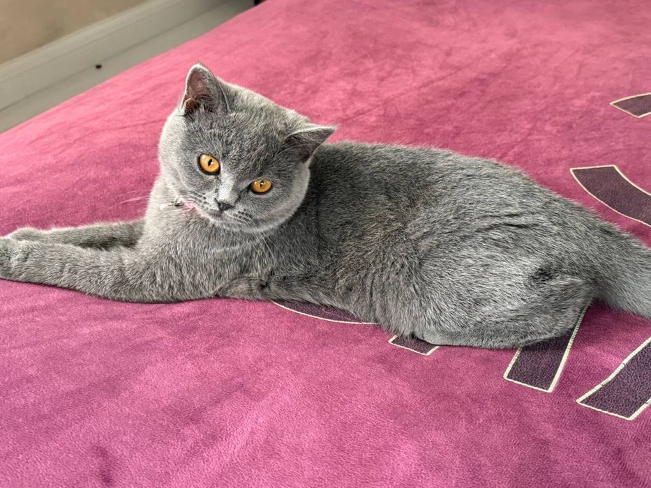 Зотли мушук қиз бола