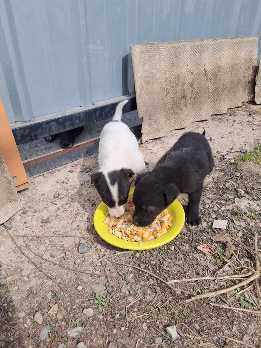 щенки-мальчики,1.5 мес