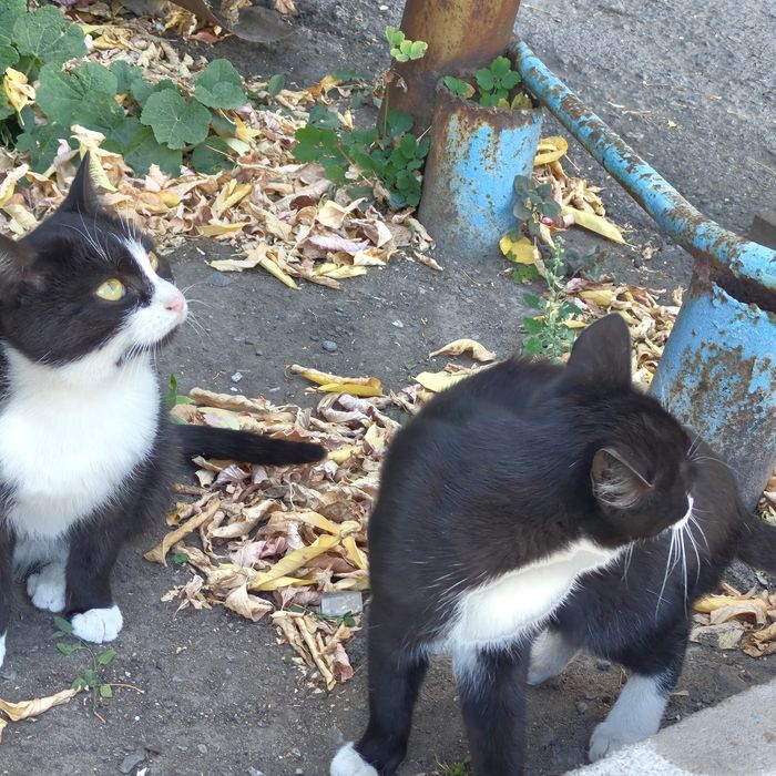 Кошка и котята уличные