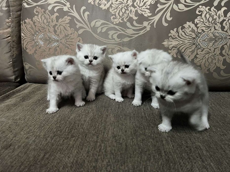 Британски сребърни чинчили