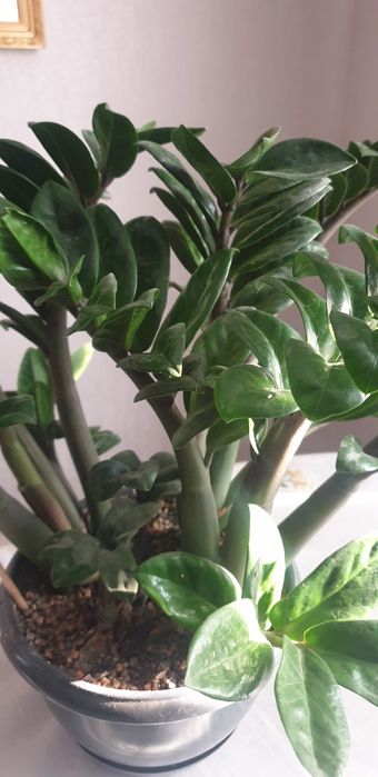 Замиокулькас Зензи