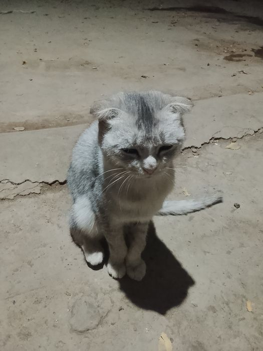 Шотландская выслухая