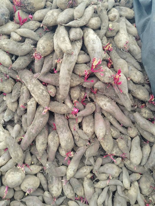 Sfeclā rosie de vānzare