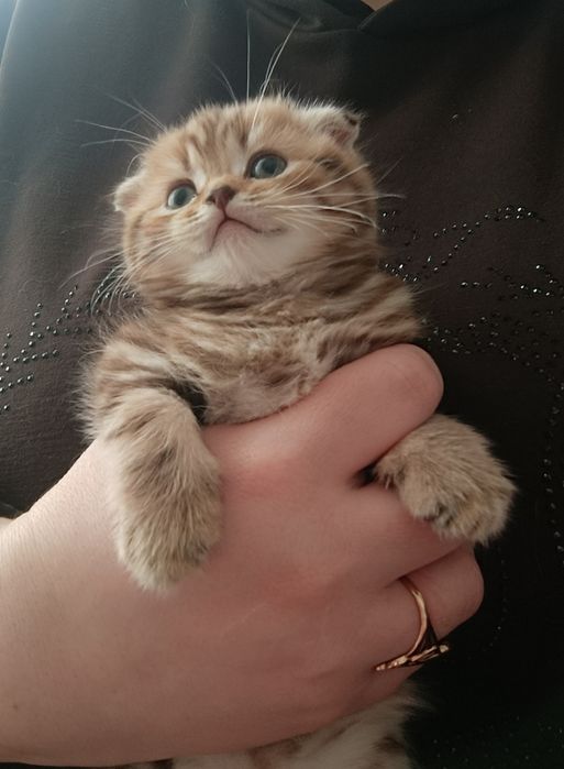 Шотландские котята