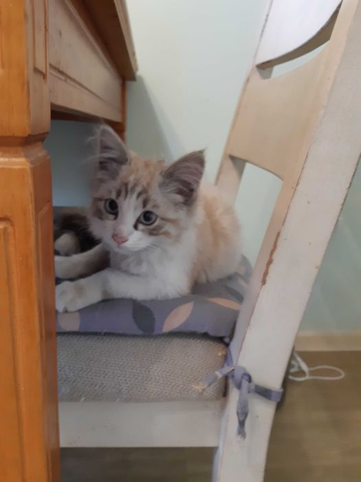 Красивый котёнок