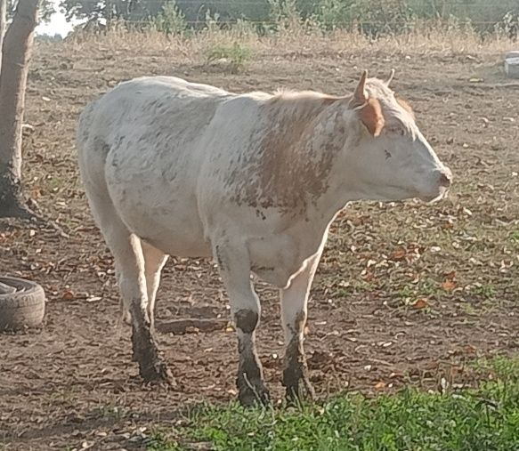 Vând 3 juninci gestante