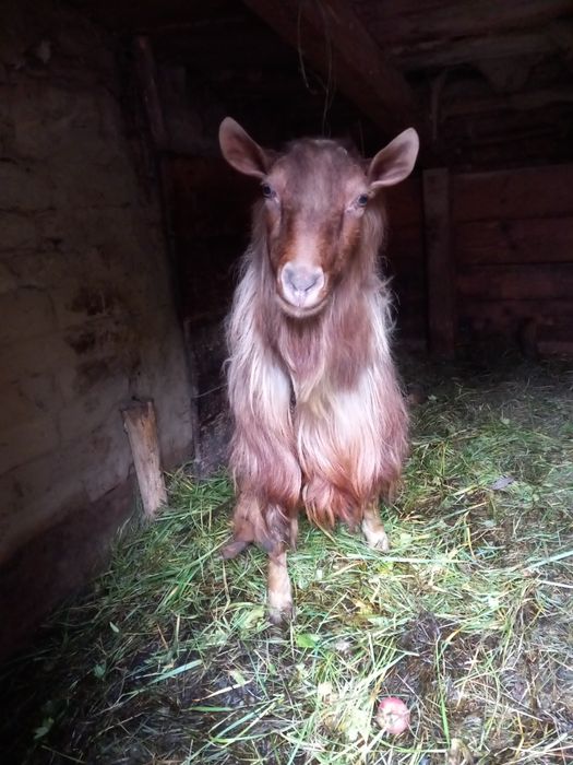 Vand tap.               .