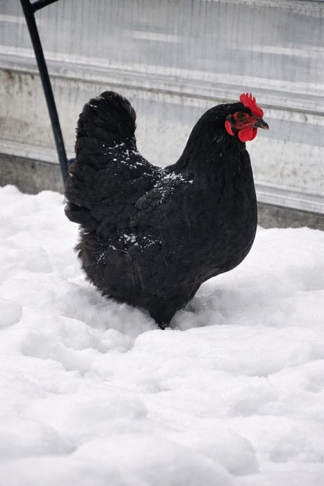 Черен австралорп (яйца за люпене)