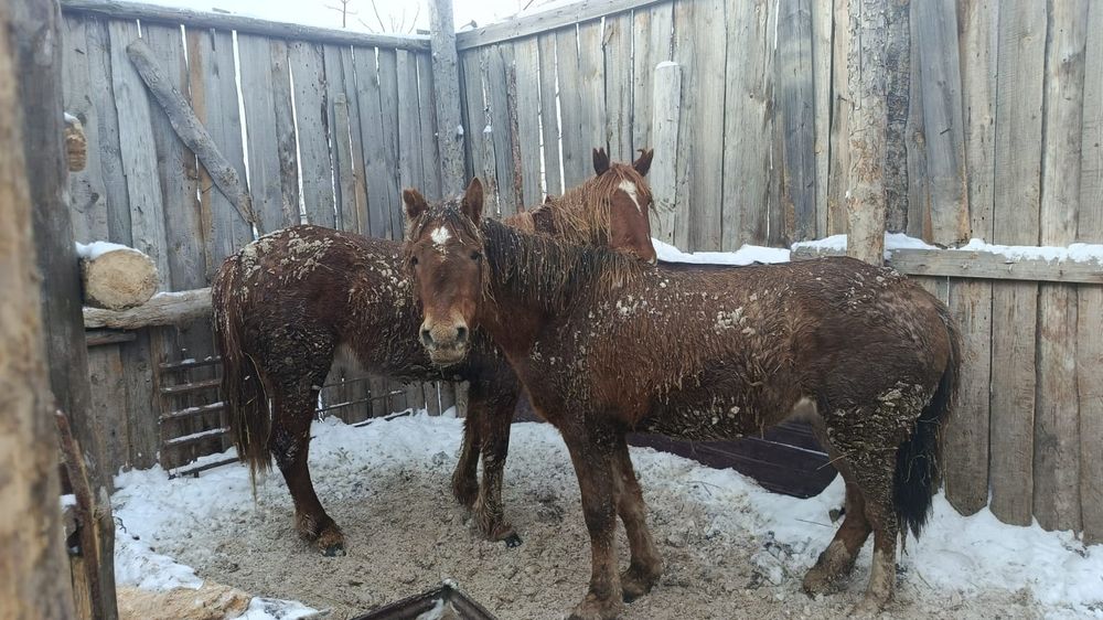 Продам два баитал