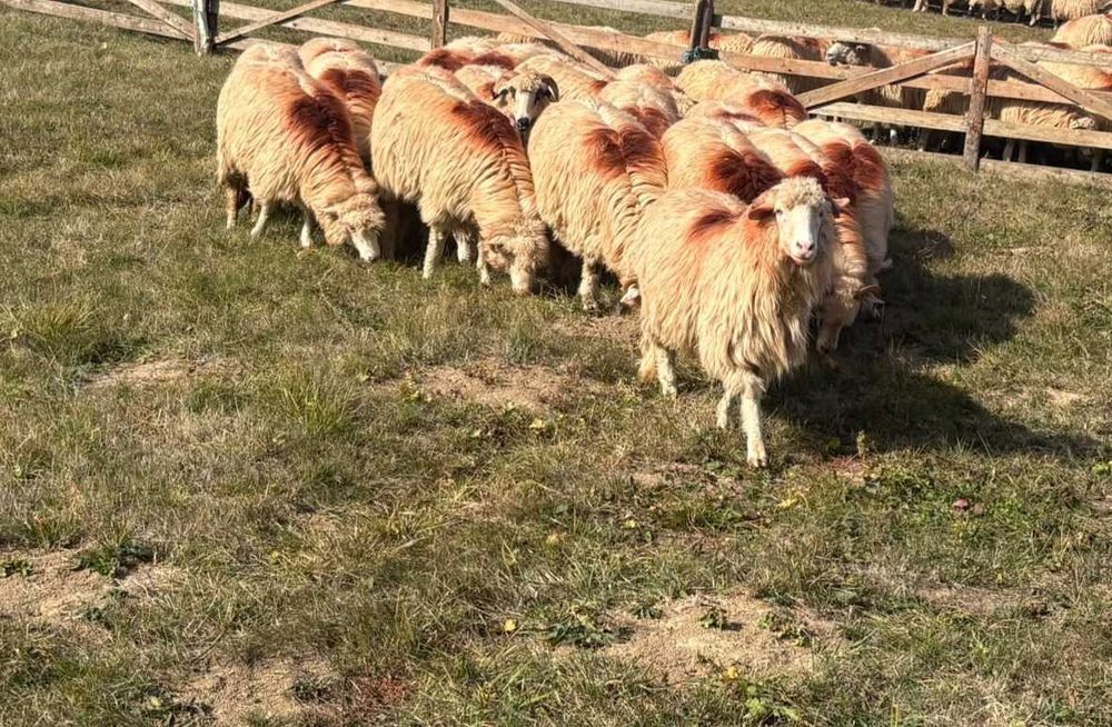 Vând 20 de oi în Rusu Bargaului
