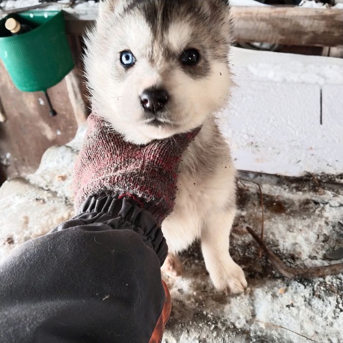Продам щенят породы Хаски