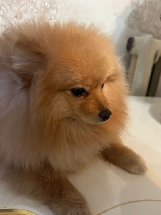 Срочно продаю собачку