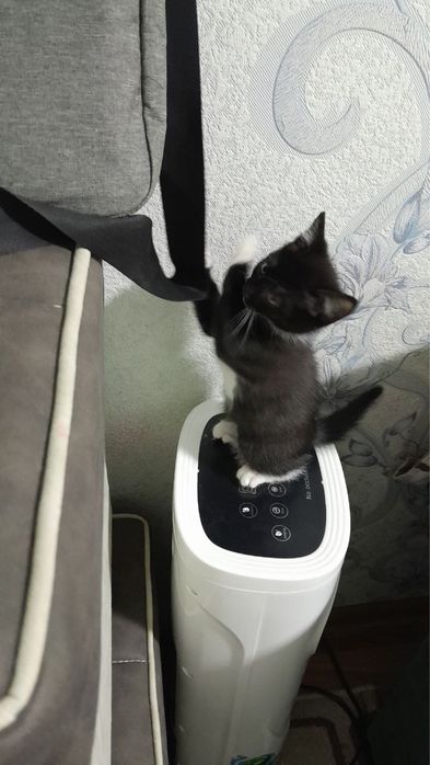 Кошки мушуклар