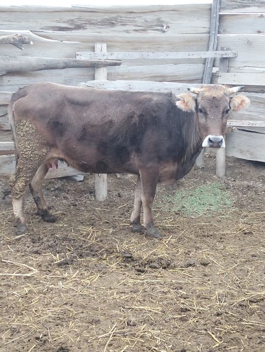Продам молодую корову