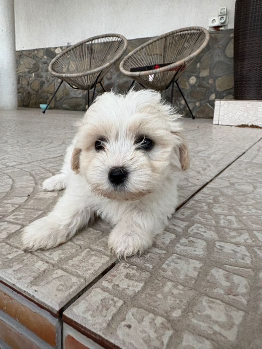 Vand Bichon Maltez