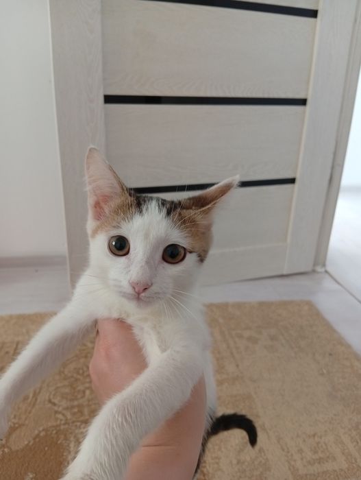 Котенок в добрые руки