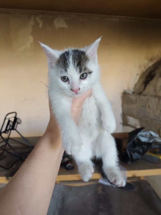Срочно отдам даром котят