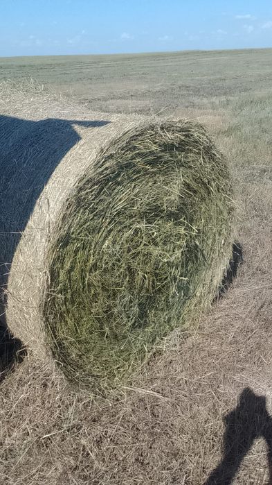 Продам сено в рулонах