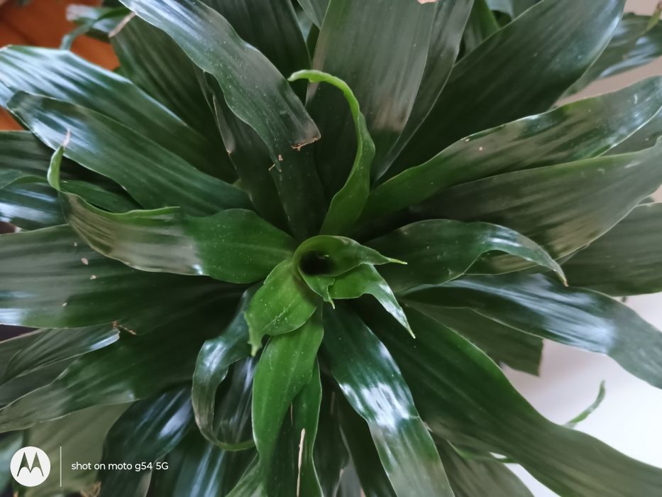 Драцена  и 2 бр.аглаонема, 70см красиви, добре отглеждани стайни цветя