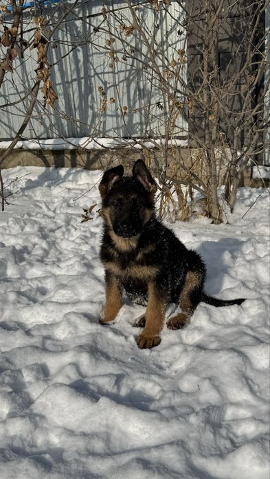 Немецкая овчарка