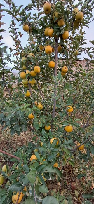 Ishonchli mevali va manzarali ko'chatlar sotamiz