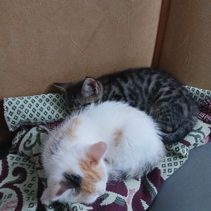 Отдам  котят девочки, город Актобе