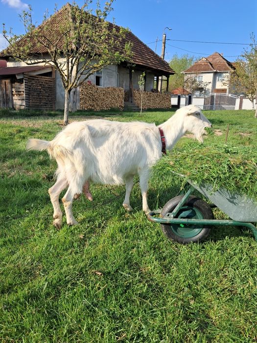 Vând capră albă de banat forte bună de lapte