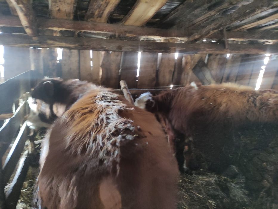 Срочно продам 4 головы бычков