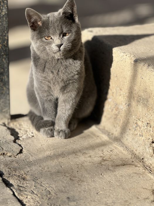 Кошка шотландски