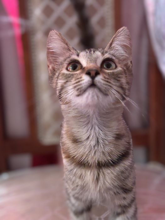 Отдаем котят‼️‼️В добрые руки