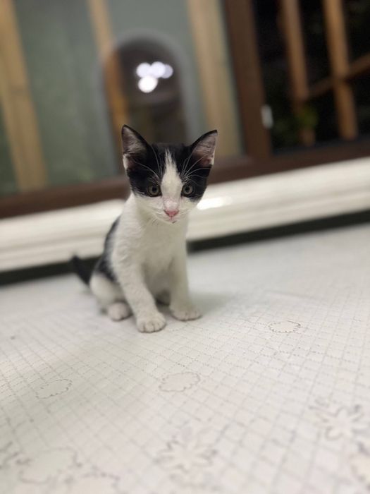 Отдаем котят бесплатно