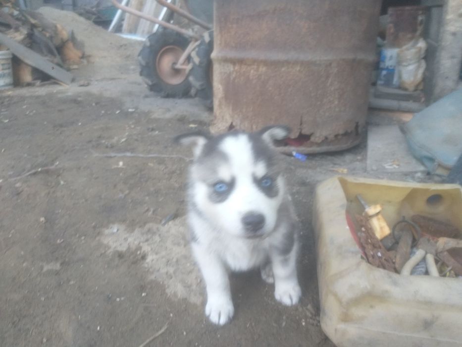 Продаётся собаки