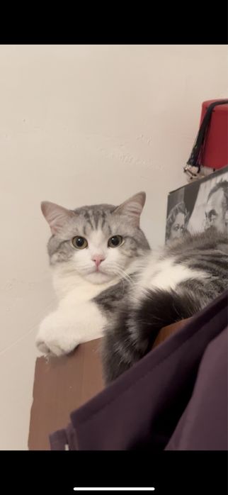 отдам милого кота в добрые руки