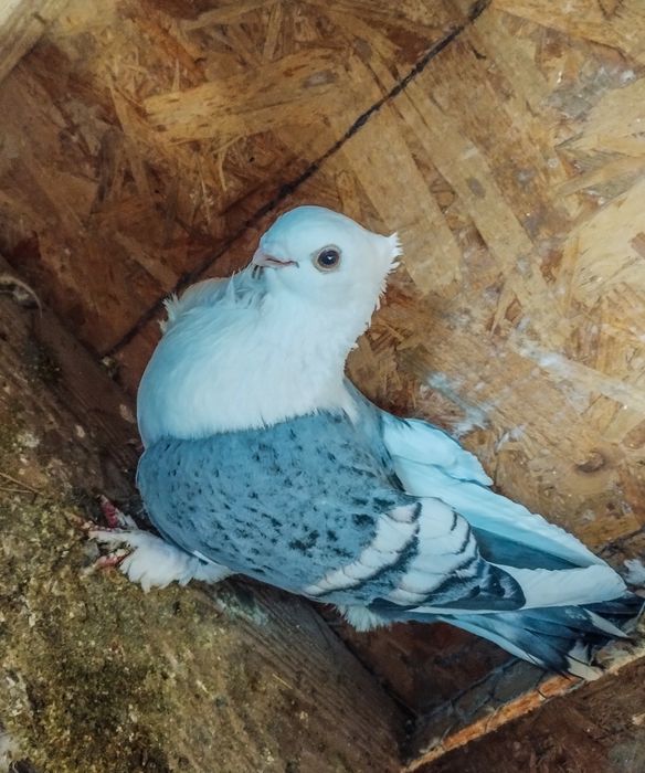 Vând mascul satinet