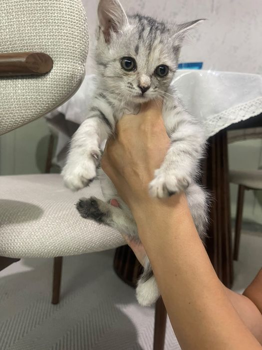 Маленький котенок