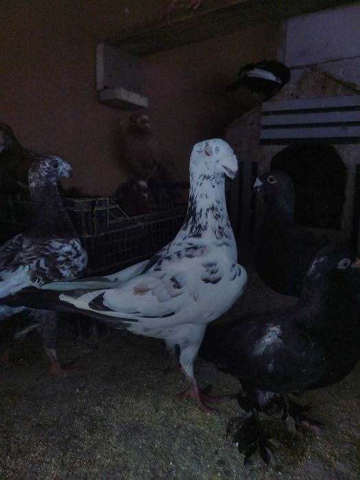 Vand porumbei voiajori germani,jucatori si pestriti etc