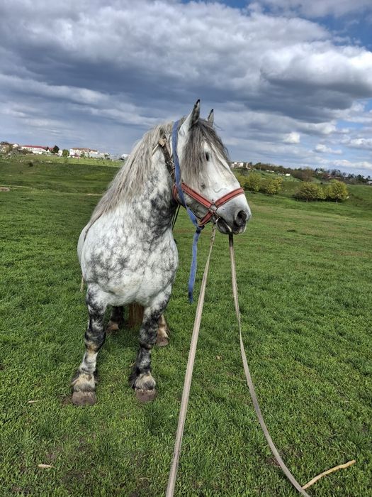 Armăsar 6 ani cu stanță de Ungaria