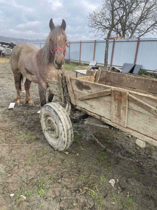 Vând iapa de 5 ani garantat