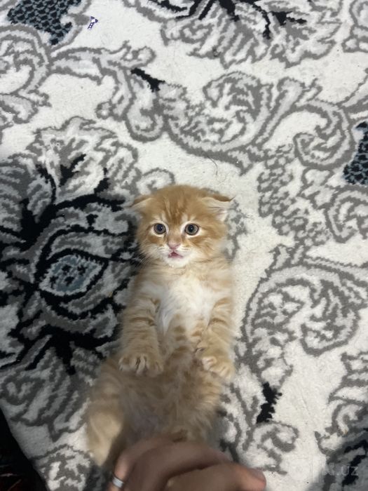 Скотиш фолд Хайланд фолд