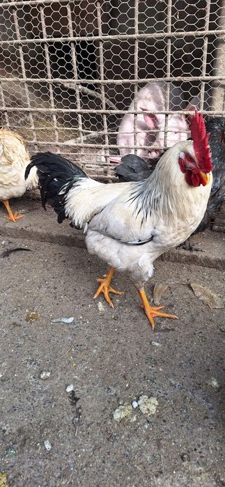 Disponibili cocoși prasilă