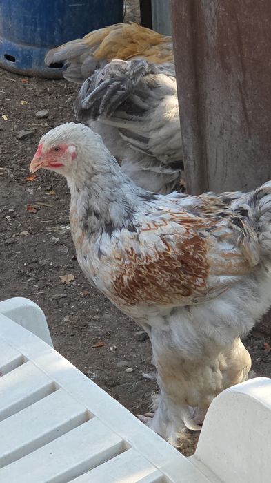 Vând  cocosei brahma