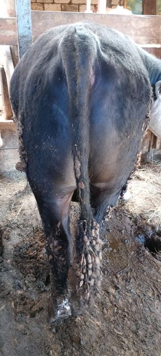 Бордықта турған бұқа сатылады.