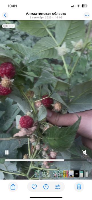 Рассада малины и клубники